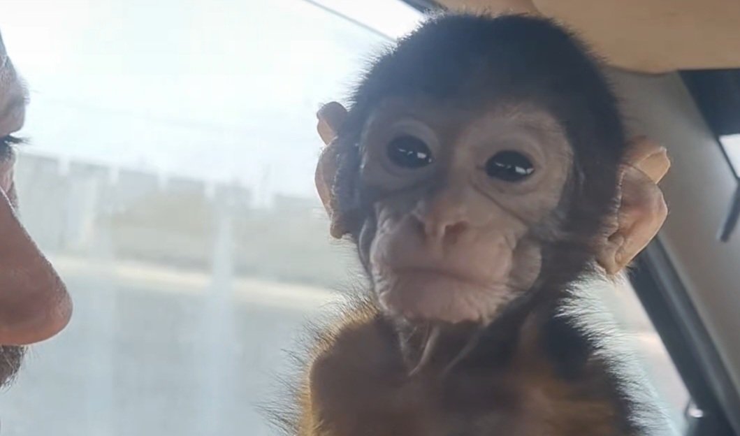 Barbary Macaque