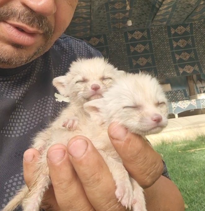 ثعلب الفنك (Fennec Fox)