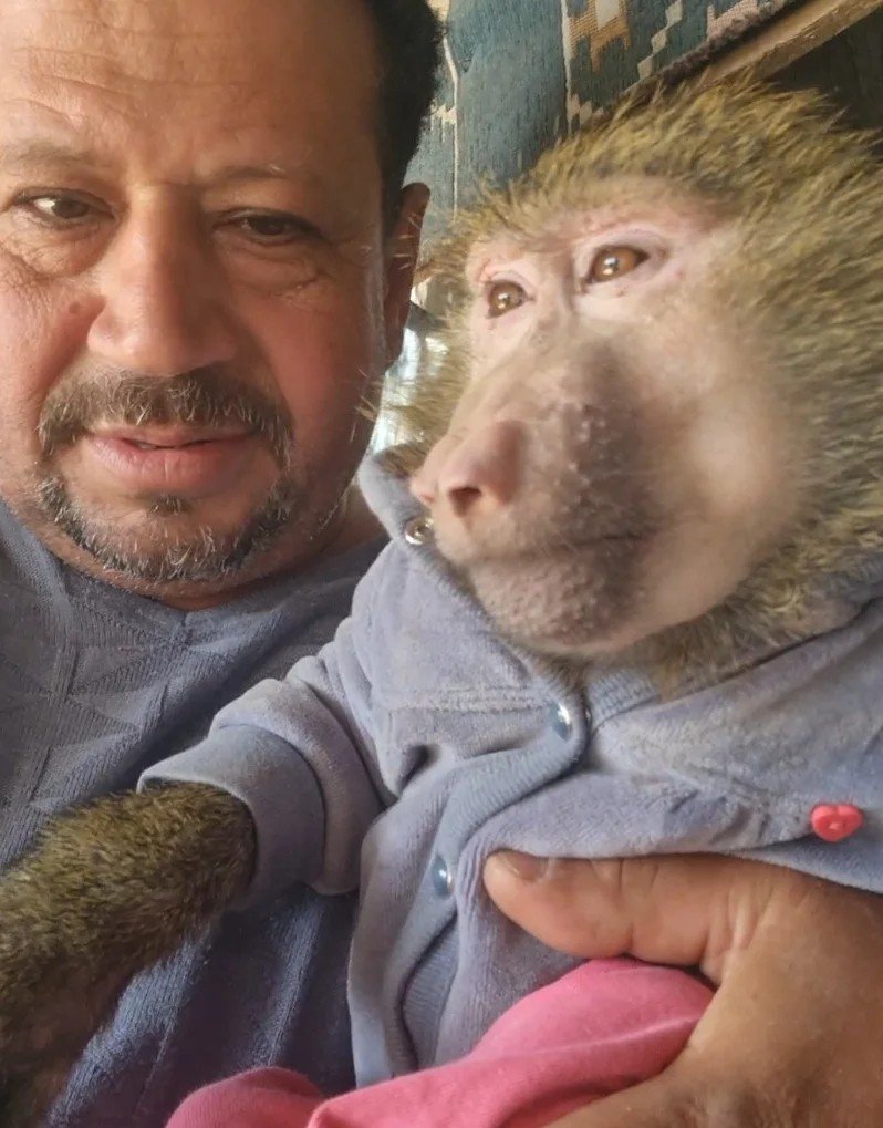 Blue Nile Baboon