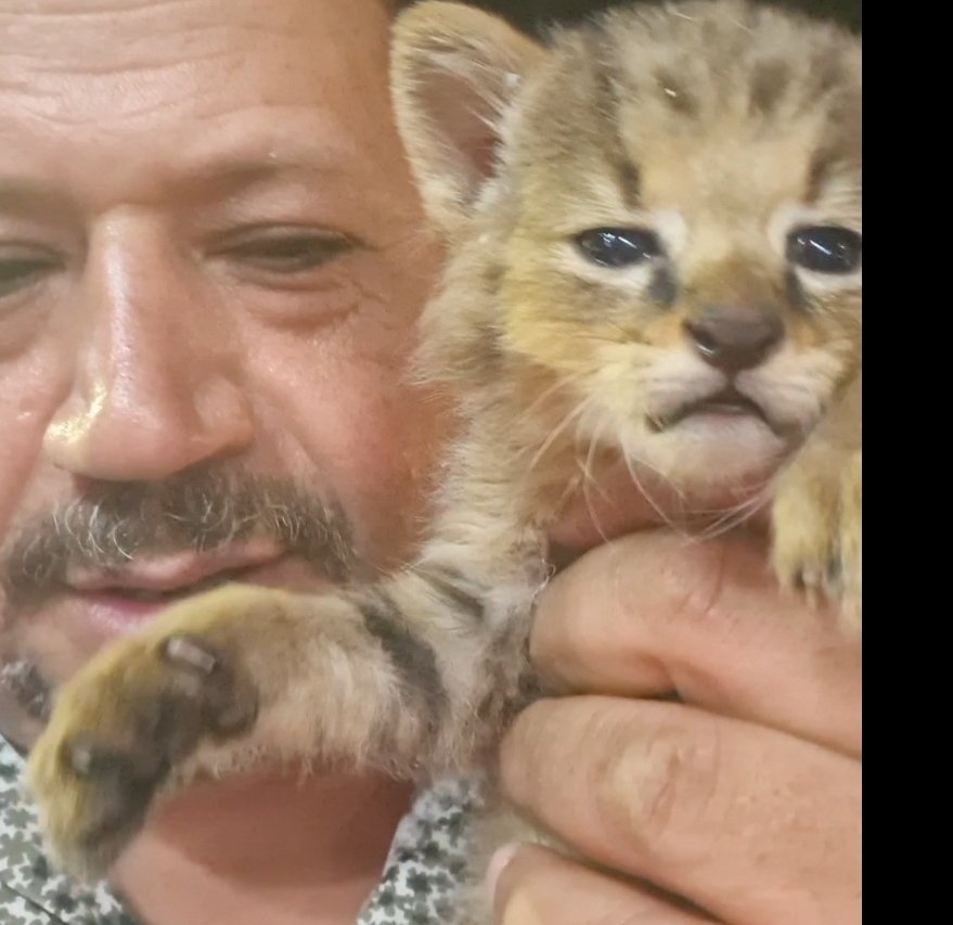 قطط برية (Jungle Cat / Felis chaus)