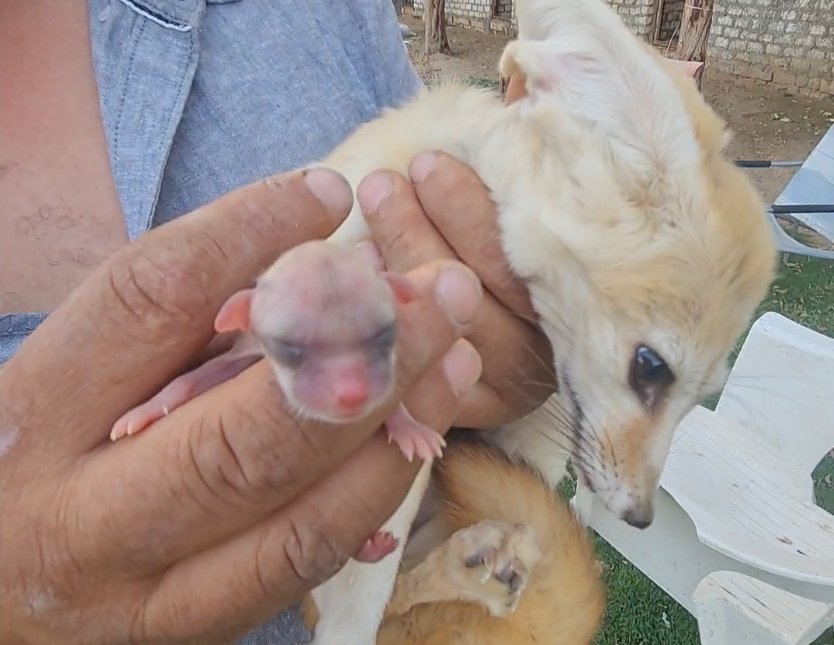 ثعلب الفنك (Fennec Fox)