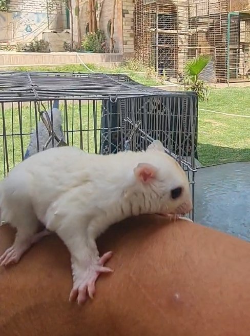 شوجر جلايدر (Sugar Glider)