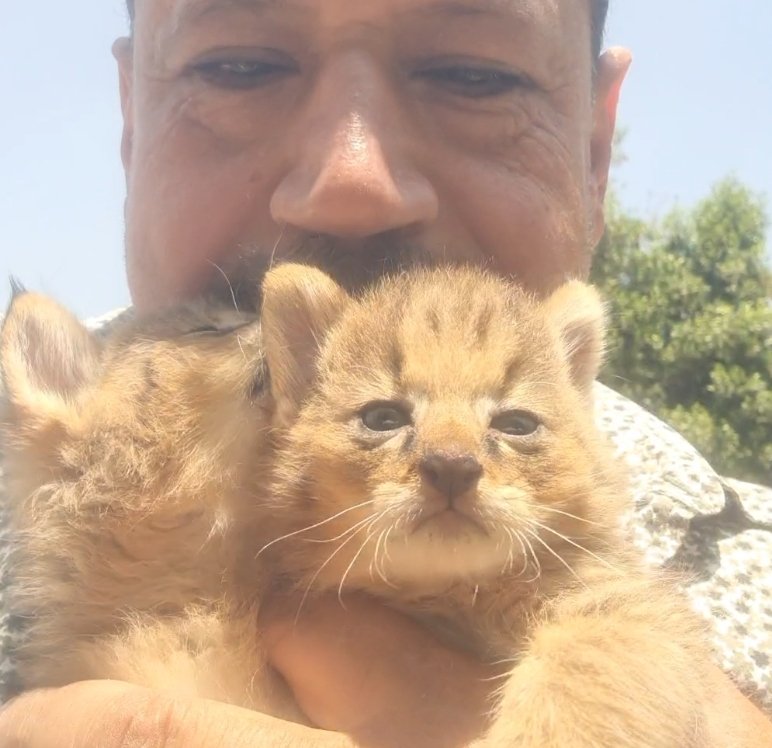 قطط برية (Jungle Cat / Felis chaus)