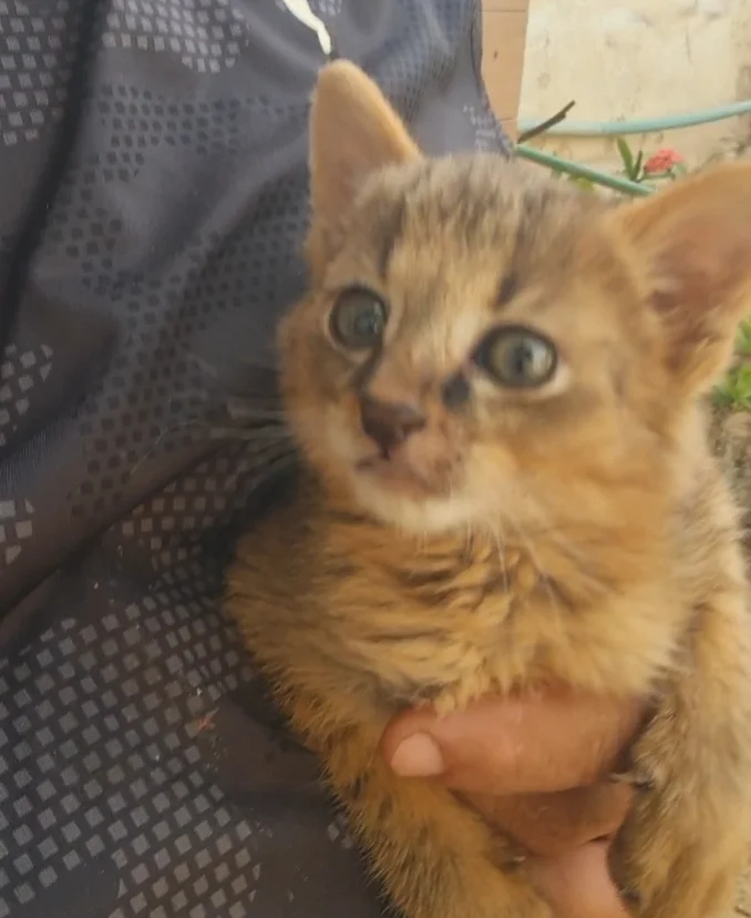 Jungle Cat / Felis chaus