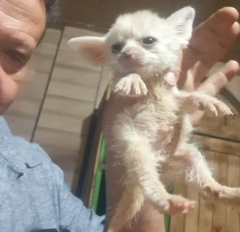 ثعلب الفنك (Fennec Fox)