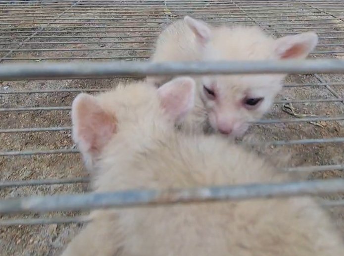 ثعلب الفنك (Fennec Fox)