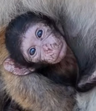 Barbary Macaque