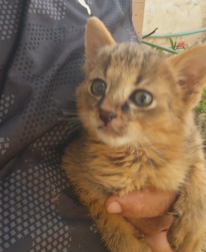 قطط برية (Jungle Cat / Felis chaus)
