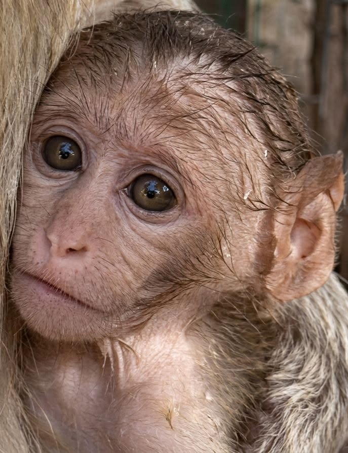 Grivet/Vervet Monkey
