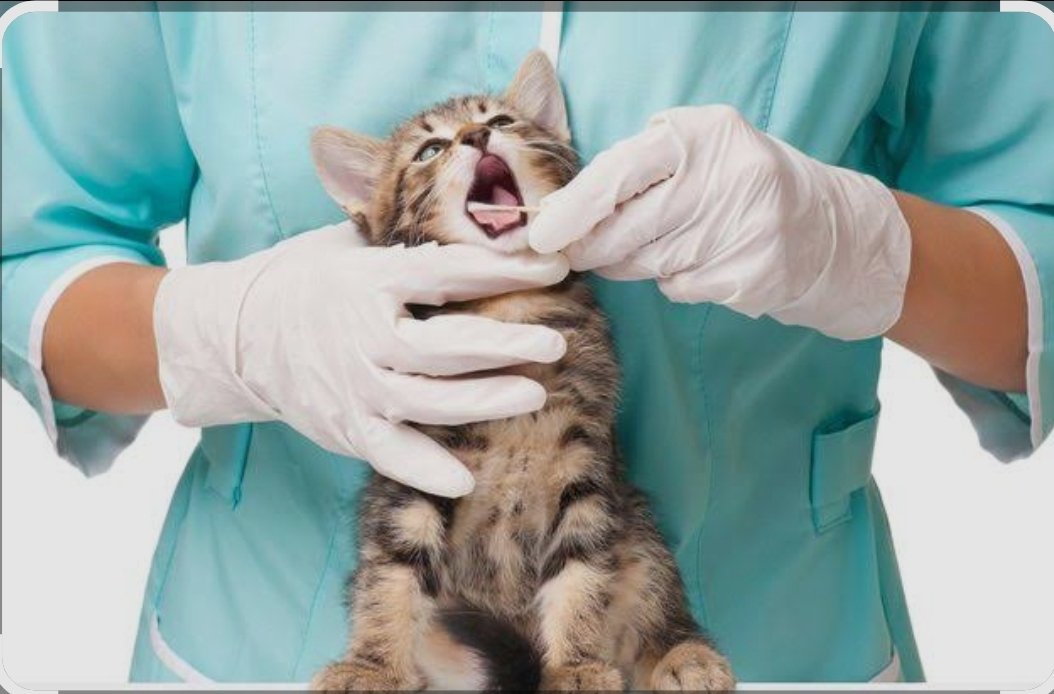 Veterinary Clinics