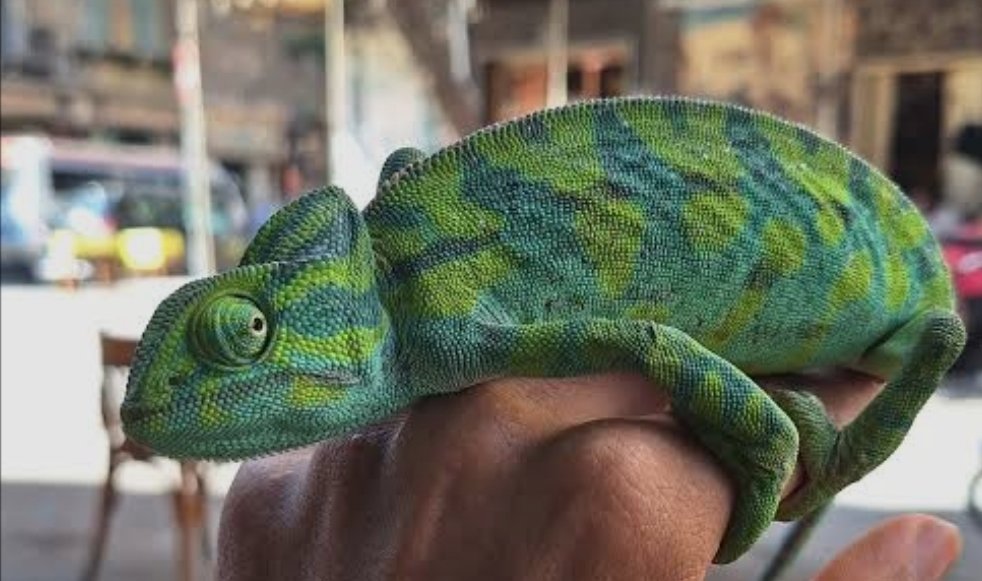 Trade & Breeding